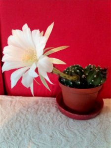 Echinopsis inermis with flower. Day 1.