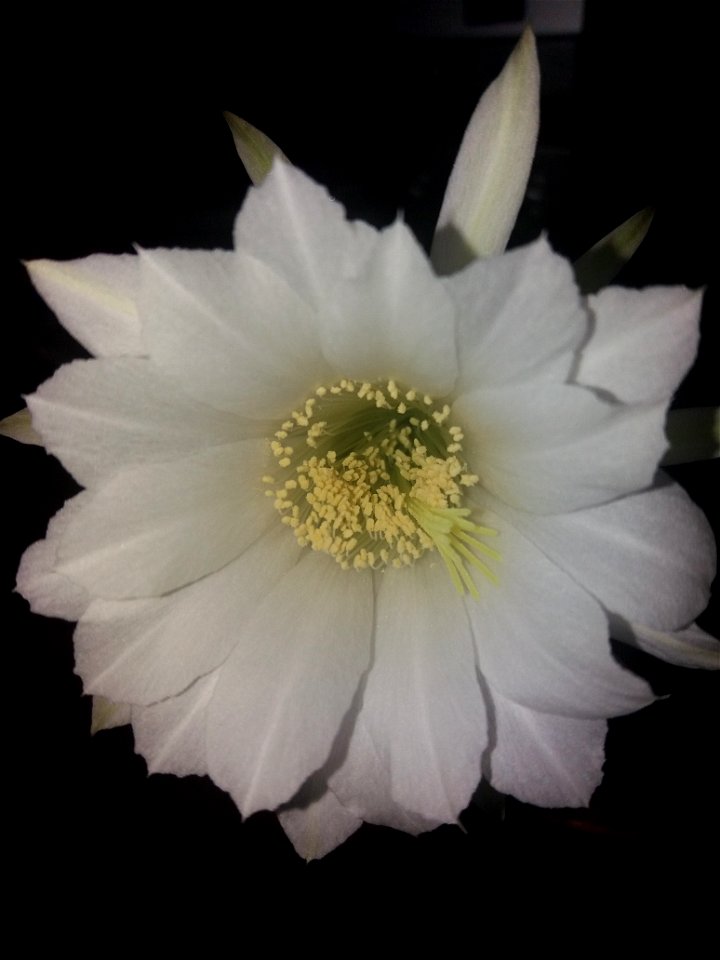 Echinopsis inermis with flower. Day 1.