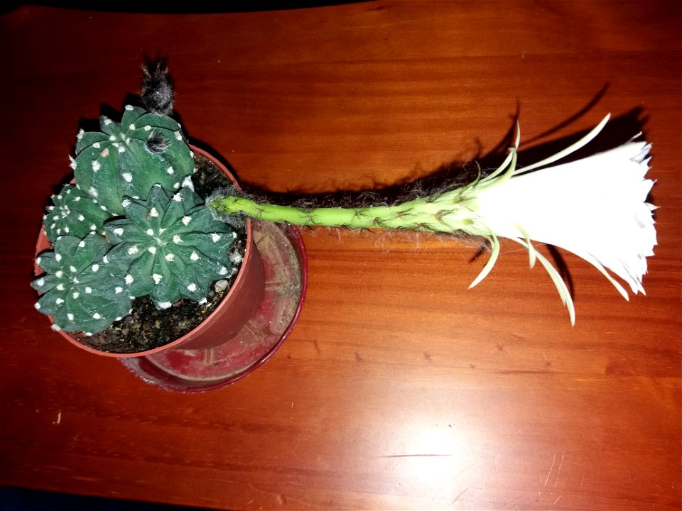 Echinopsis inermis with flower. Day 1, evening.