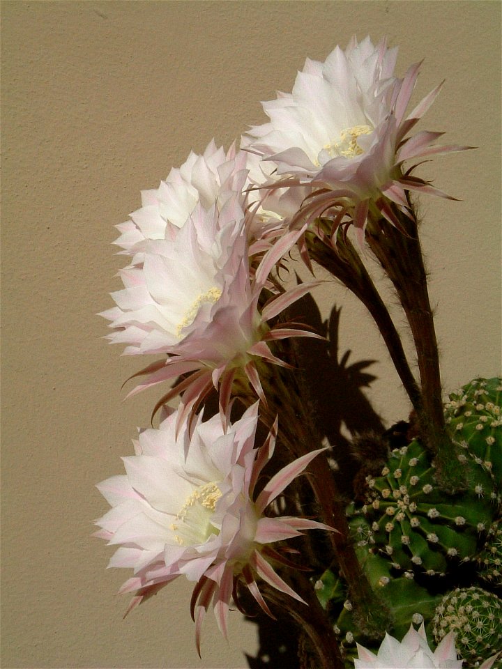 Echinopsis multiplex