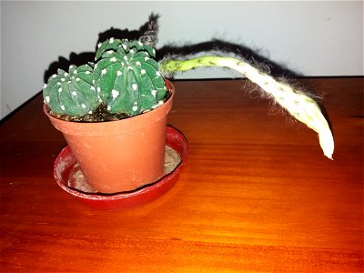 Echinopsis inermis with flower. Day 2.
