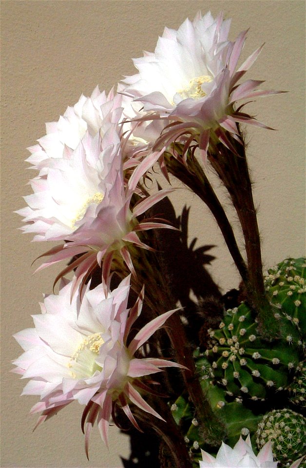 Echinopsis sp. (uploaded as E. multiplex)