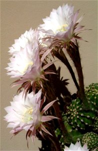 Echinopsis sp. (uploaded as E. multiplex)