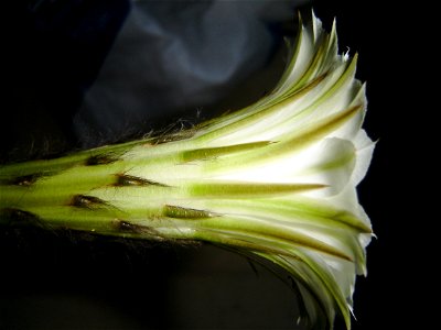 Echinopsis perianth