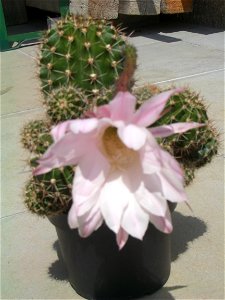 Echinopsis eyriesii