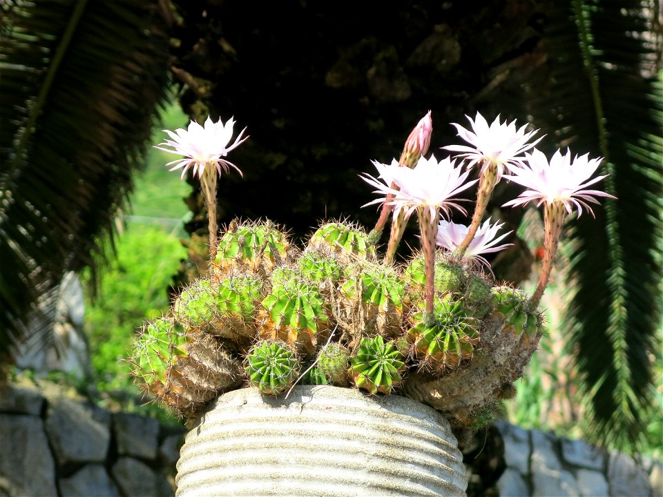Echinopsis oxygona in flowers in a garden of Corniglia (Liguria, Italy).