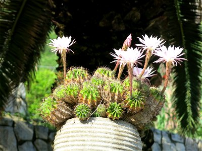 Echinopsis oxygona in flowers in a garden of Corniglia (Liguria, Italy).