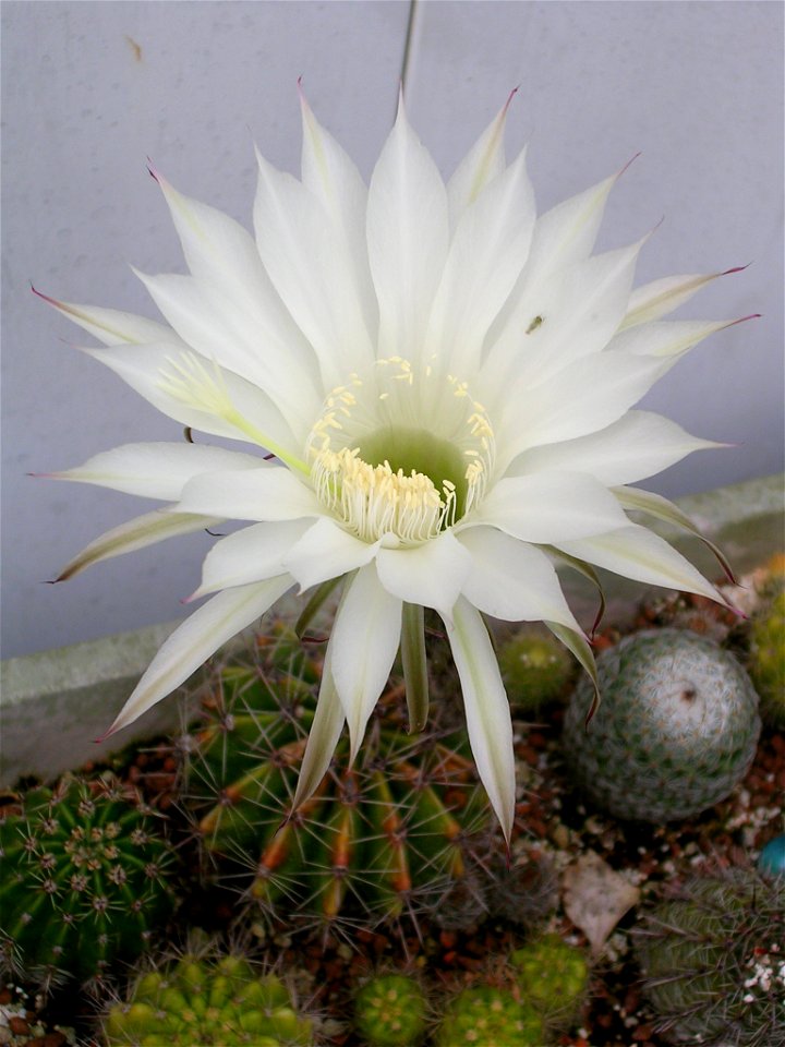 Photograph of White Cactus Flower.