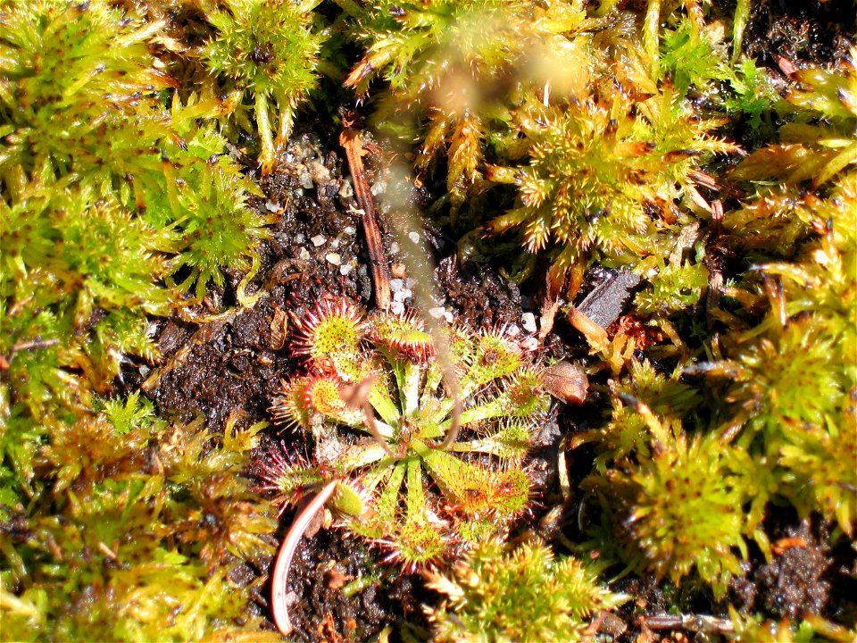 Drosera capillaris Poir. growing in "garden moorland"