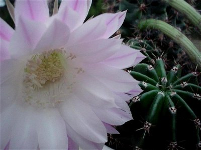Image title: White flower cactus
Image from Public domain images website, http://www.public-domain-image.com/full-image/flora-plants-public-domain-images-pictures/flowers-public-domain-images-pictures