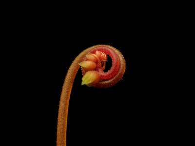 Drosera capillaris, growing inflorescence