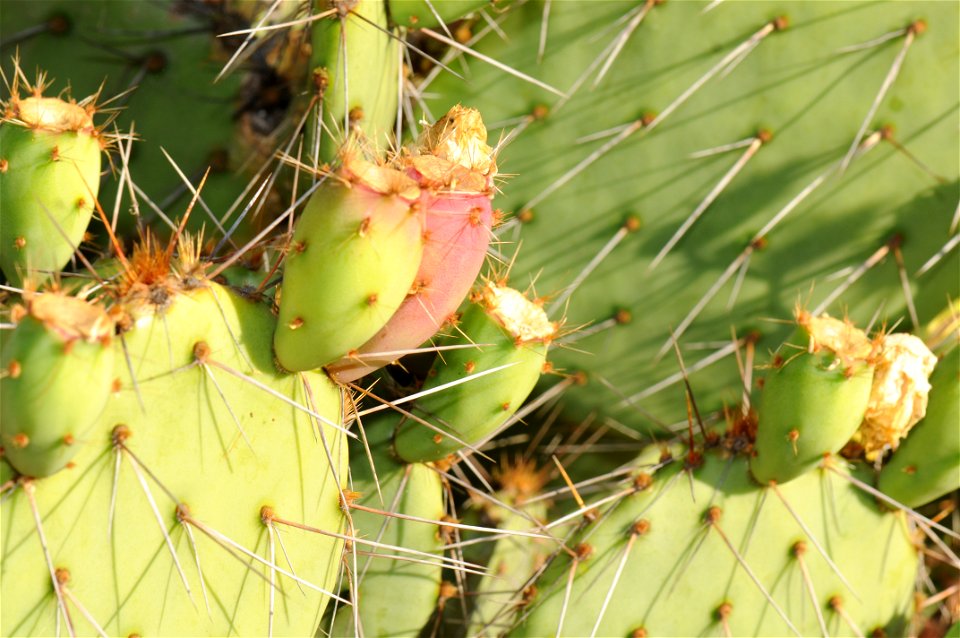 Closeup on Opuntia phaeacantha var. discata (Engelmann Prickly Pear) at Regional Parks Botanic Garden. Plaque reads: "Engelmann Prickly Pear, Opuntia phaeacantha var. discata, 87,347 Cactaceae, Clark 
