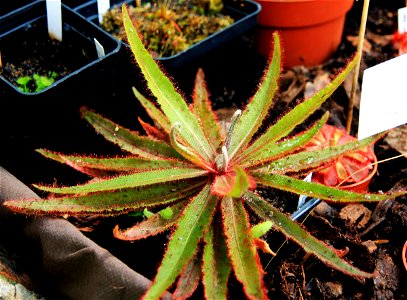 Plant Drosera adealae on Exhibition of Carnivorous plants in the Botanical Gardens of Charles University, 10. - 19.06.2016 Prague, Czech Republic