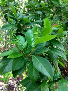 Coccoloba diversifolia, growing at edge of a tropical hardwood hammock at Dagny Johnson area on Key Largo, Monroe County, Florida.