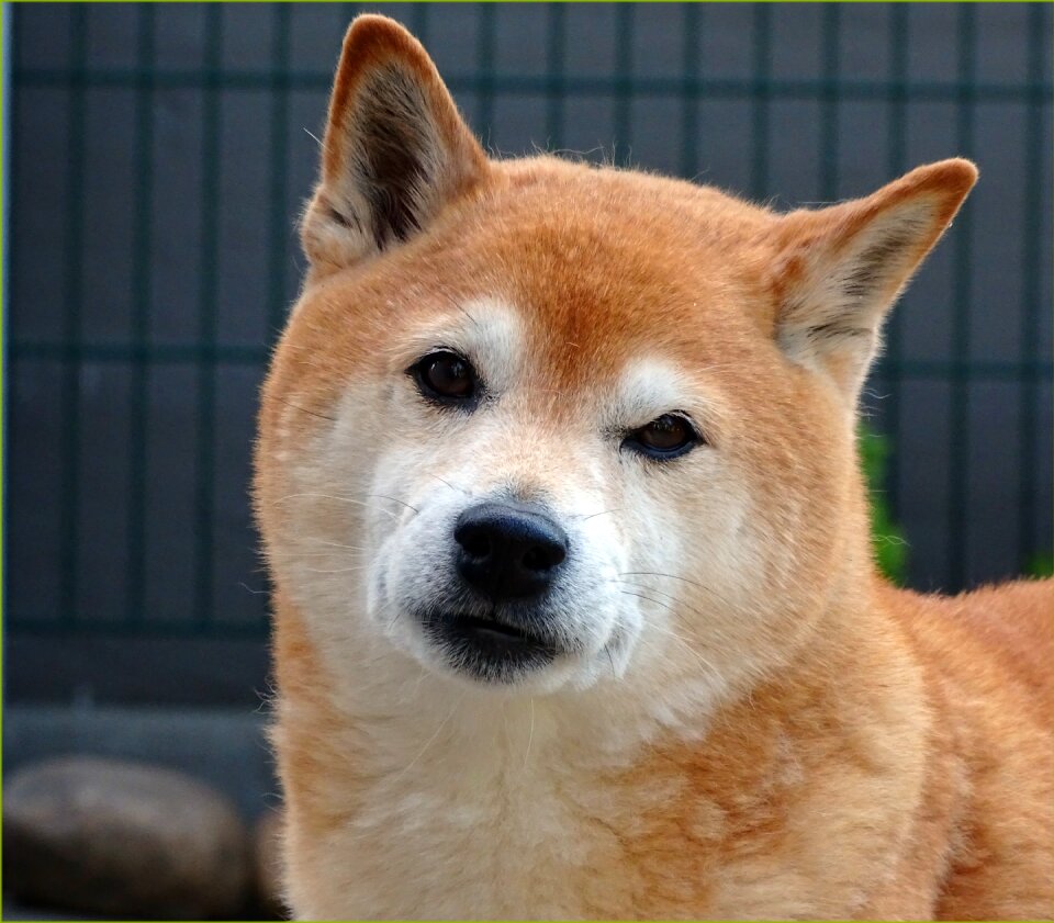 Purebred dog animal portrait shiba