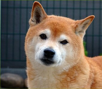 Purebred dog animal portrait shiba