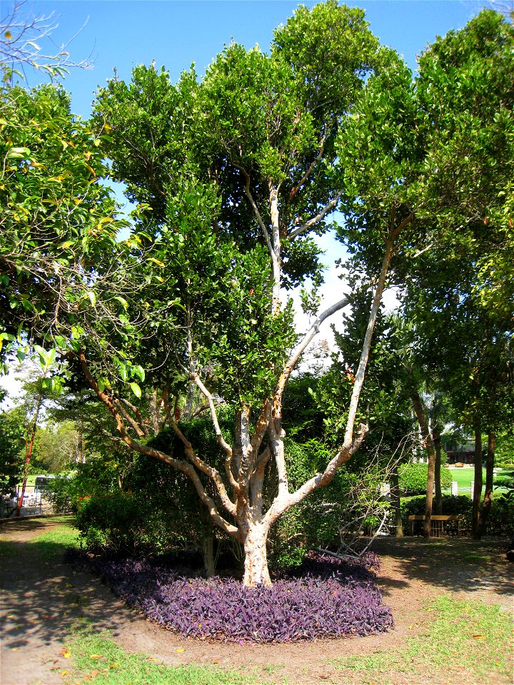 Coccoloba diversifolia - The Kampong, Coconut Grove, Florida, USA.