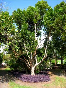 Coccoloba diversifolia - The Kampong, Coconut Grove, Florida, USA.