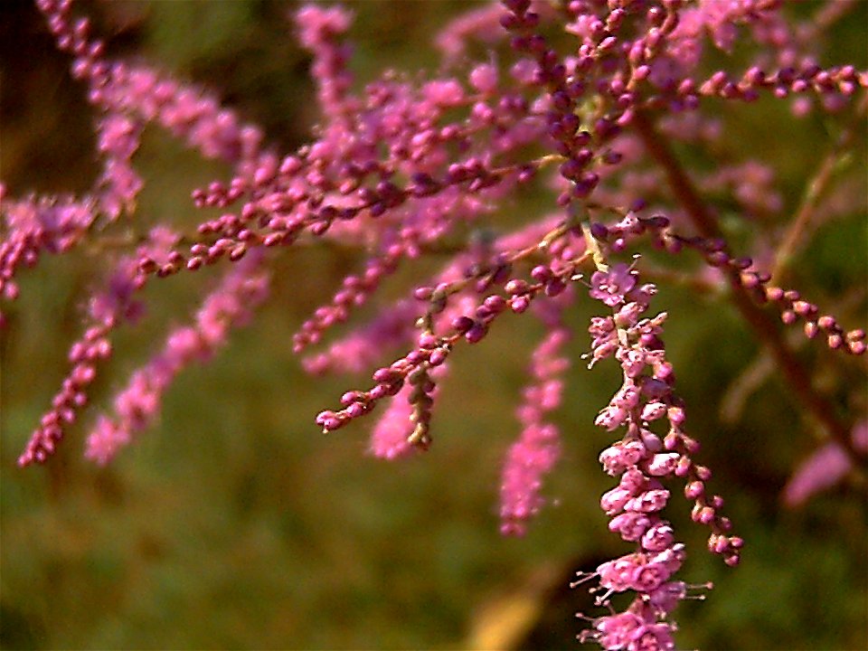 Tamarix tetrandra flowers close up, Parque de las Dunas de Torrelamata, Torrelamata, Torrevieja, Alicante, Spain