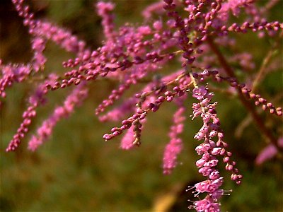Tamarix tetrandra flowers close up, Parque de las Dunas de Torrelamata, Torrelamata, Torrevieja, Alicante, Spain