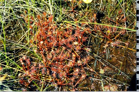 Drosera intermedia, Pancake Bay PP