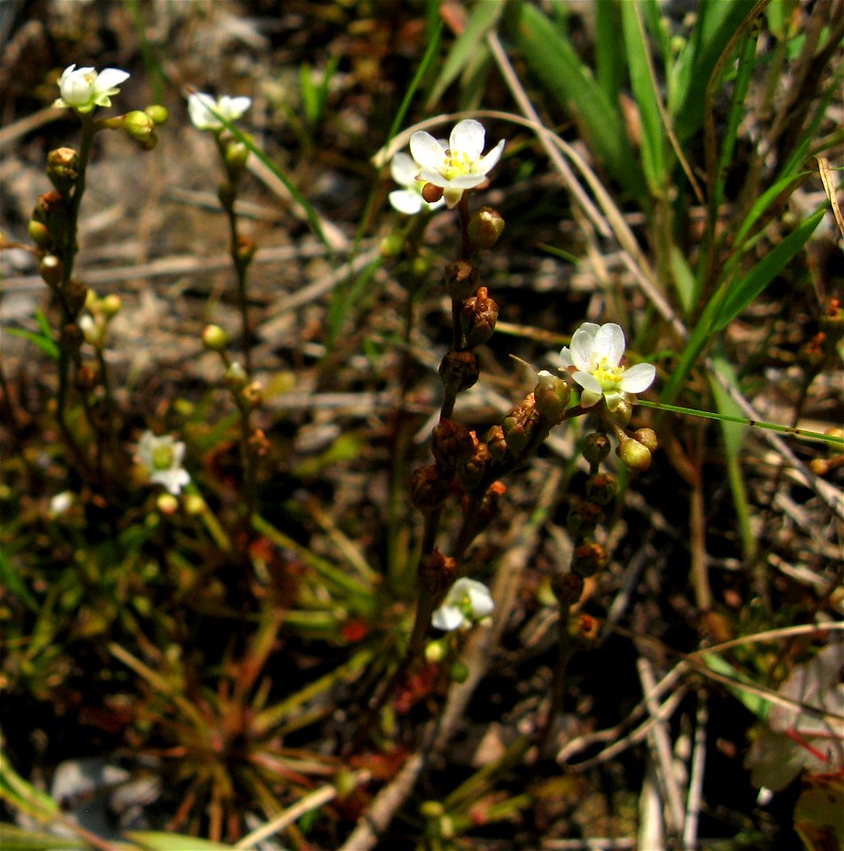 Flowers of Drosera intermedia, growing in an open wet prairie near Sulphur Creek. Russell County, Kentucky.