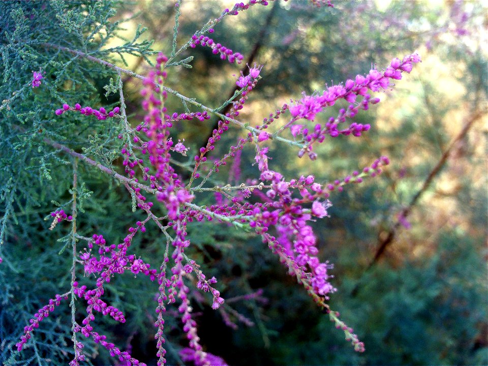 Tamarix tetrandra flowers close up, Parque de las Dunas de Torrelamata, Torrelamata, Torrevieja, Alicante, Spain