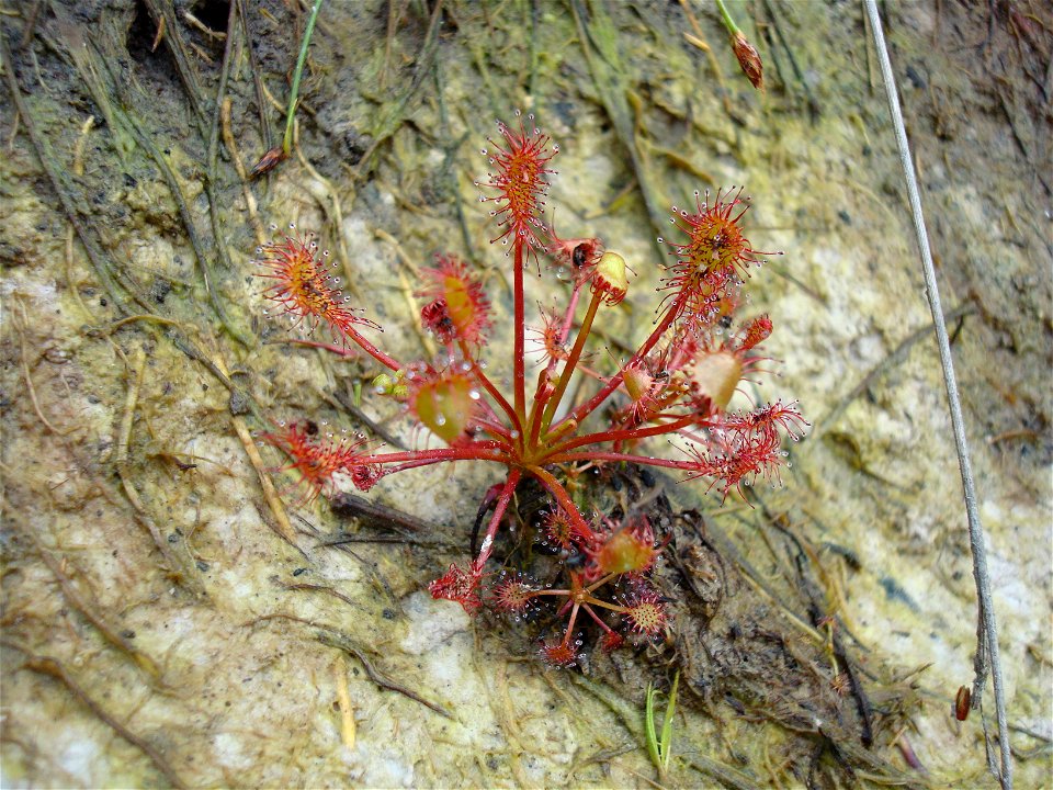 What I believe is a Drosera intermedia, found on the Ashdown Forest, near the Broadstone visitor centre. Several prey are visible.