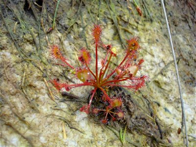What I believe is a Drosera intermedia, found on the Ashdown Forest, near the Broadstone visitor centre. Several prey are visible.