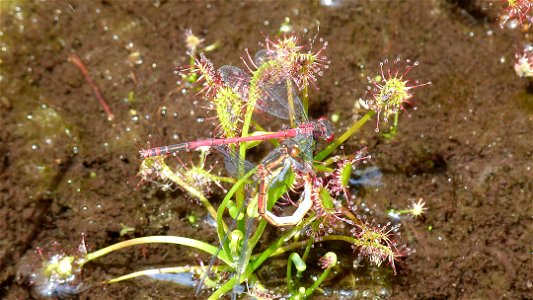one plant of Drosera intermedia with recently captured Pyrrhosoma nymphula