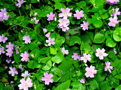 Pink Purslane (Claytonia sibirica). Eglinton, North Ayrshire, Scotland.