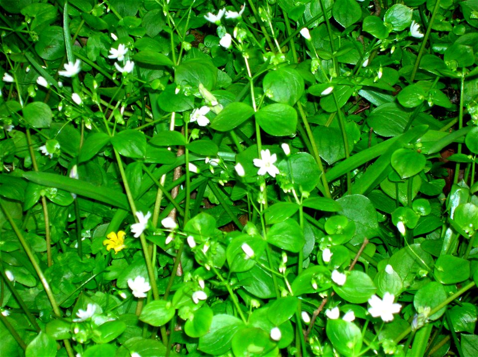 The Stewarton Flower or Pink Purslane. Claytonia or Montia sibirica. A seriously destructive alien of UK 'wet' woodlands. Woodlands on the Burn Anne near Galston, East Ayrshire, Scotland. 2007. Rosser