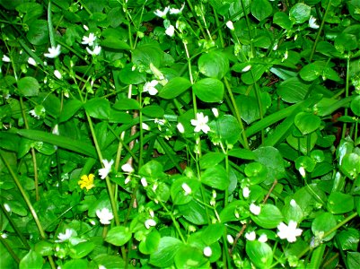 The Stewarton Flower or Pink Purslane. Claytonia or Montia sibirica. A seriously destructive alien of UK 'wet' woodlands. Woodlands on the Burn Anne near Galston, East Ayrshire, Scotland. 2007. Rosser