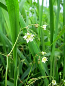 Acker-Spark (Spergula arvensis) bei Reilingen