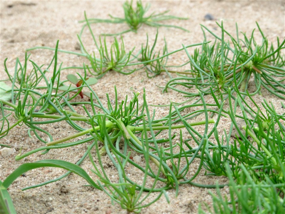 Acker-Spark (Spergula arvensis) bei Reilingen