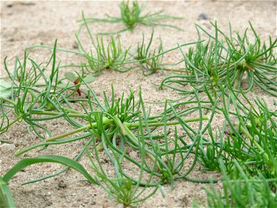 Acker-Spark (Spergula arvensis) bei Reilingen