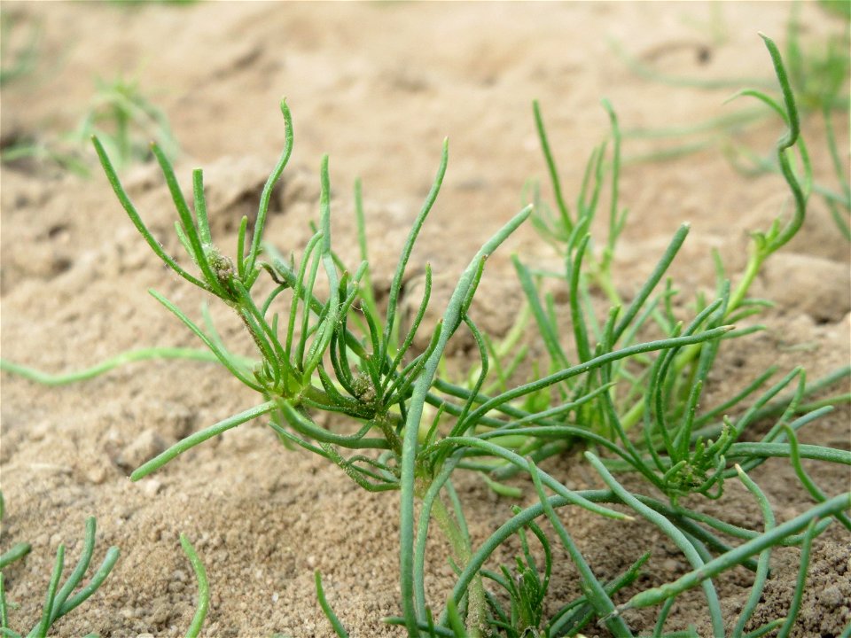 Acker-Spark (Spergula arvensis) bei Reilingen