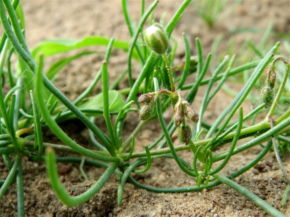 Acker-Spark (Spergula arvensis) bei Reilingen