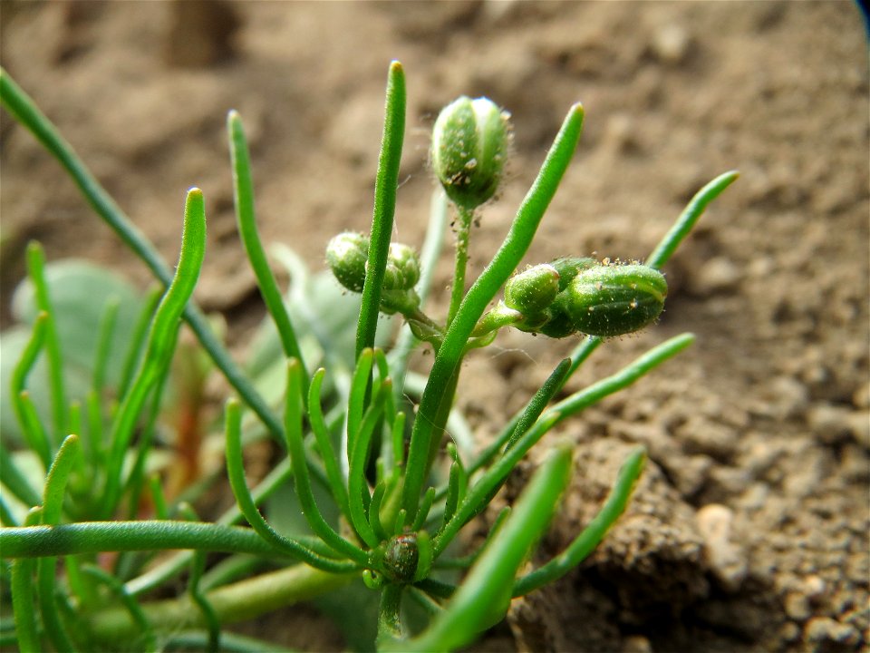 Acker-Spark (Spergula arvensis) bei Reilingen