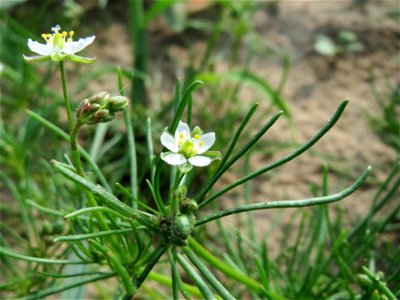 Acker-Spark (Spergula arvensis) bei Reilingen