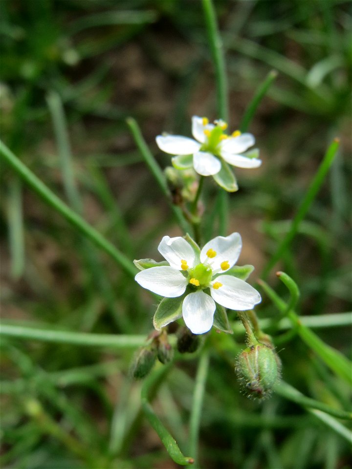 Acker-Spark (Spergula arvensis) bei Reilingen