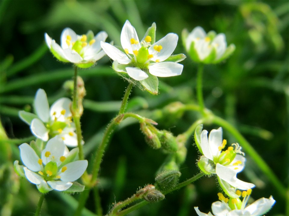 Acker-Spark (Spergula arvensis) bei Reilingen