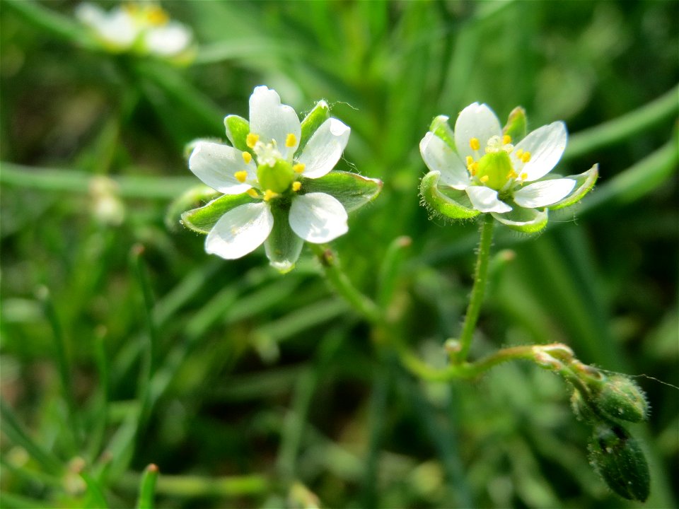 Acker-Spark (Spergula arvensis) bei Reilingen