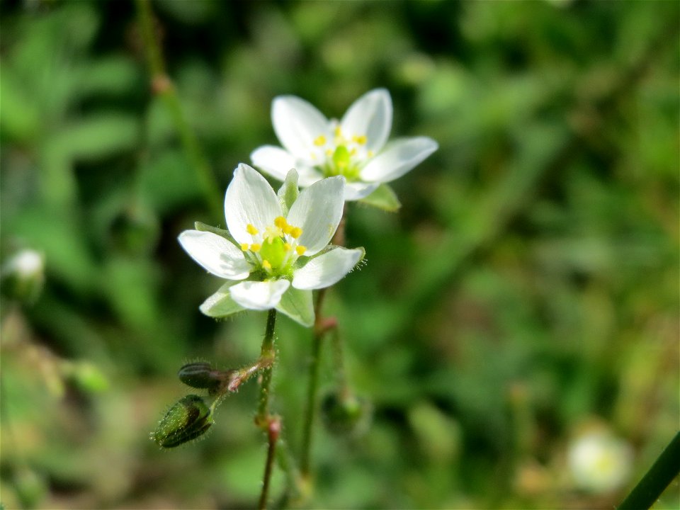 Acker-Spark (Spergula arvensis) bei Reilingen