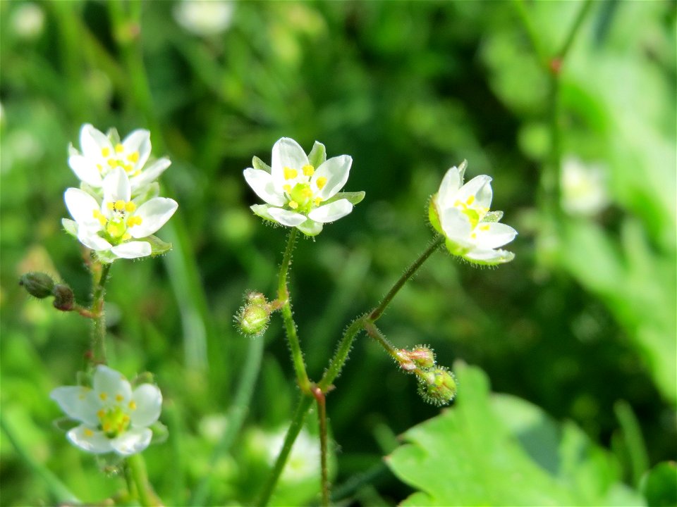 Acker-Spark (Spergula arvensis) bei Reilingen