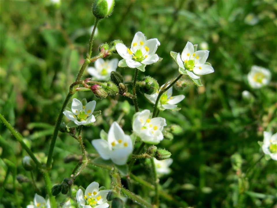 Acker-Spark (Spergula arvensis) bei Reilingen