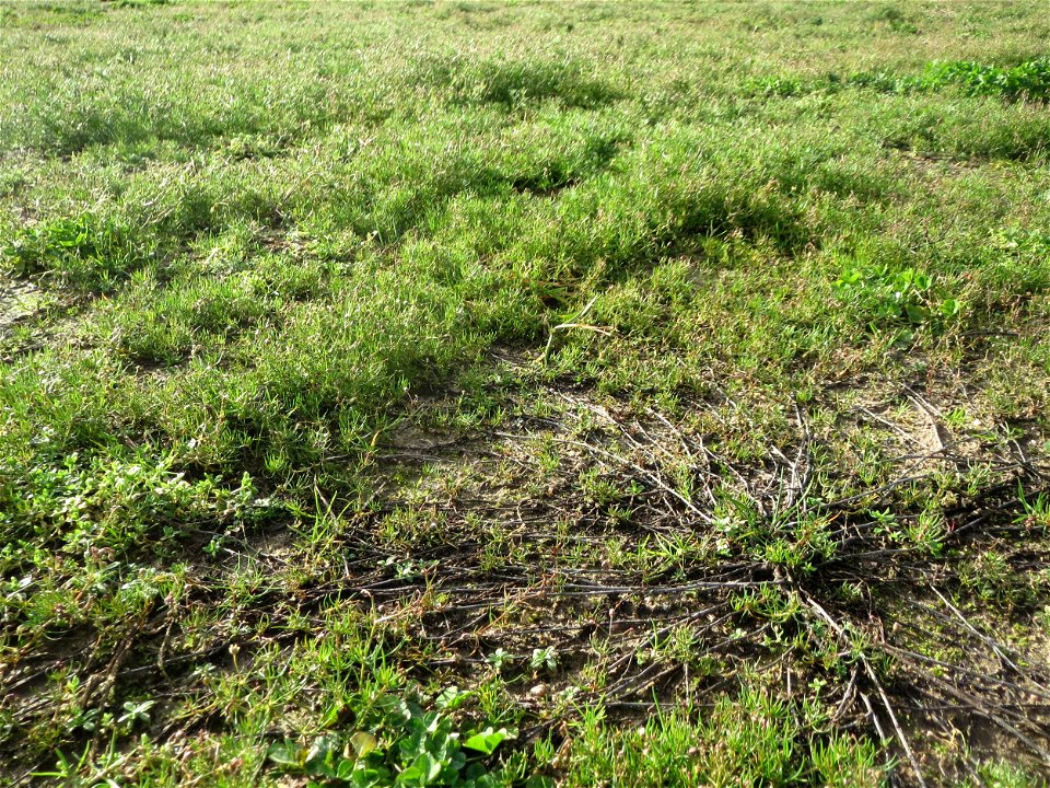 Acker-Spark (Spergula arvensis) bei Hockenheim
