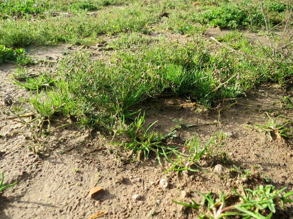 Acker-Spark (Spergula arvensis) bei Hockenheim
