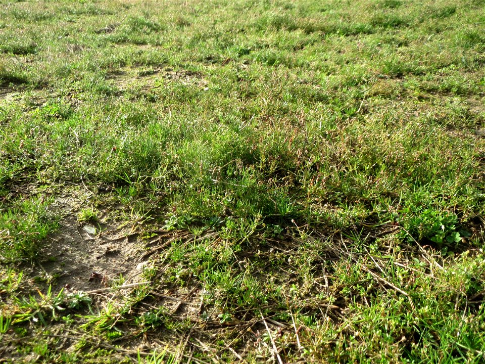 Acker-Spark (Spergula arvensis) bei Hockenheim