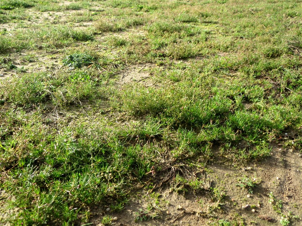 Acker-Spark (Spergula arvensis) bei Hockenheim